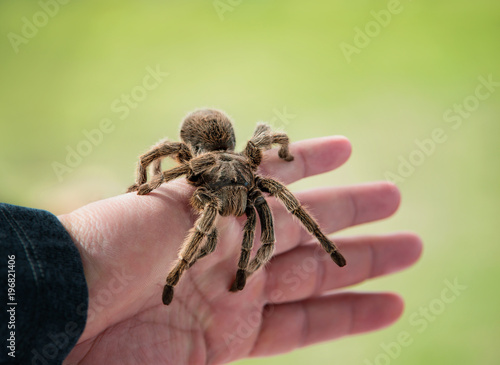 Hand Holding A Tarantula Chilean Rose Hair Tarantula Grammostola Rosea Is A Common Pet Spider Natural Green Background With Copy Space Buy This Stock Photo And Explore Similar Images At Adobe