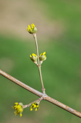 Canvas Print - Spring bud nature