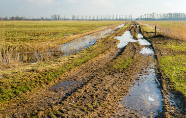 Wall Mural - Frozen puddles in a sandy path