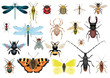 Insect collection, illustration, drawing, vector