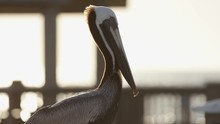 Close Up Of A Pelican
