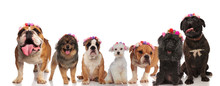 Excited Group Of Dog Friends Wearing Flowers Crowns