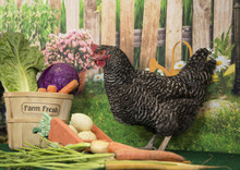 Plymouth Rock Barred Hen Chicken With Basket Of Farm Fresh Vegetables And Spring Flowers In Bloom