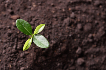 Poster - Top view of young plant  growing out from soil