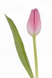 Fototapeta Tulipany - Tulipán de color rosa sobre fondo blanco