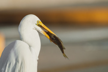 bird, egret, animal, heron, nature, wildlife, beak, feathers, great egret, avian, birds,portrait