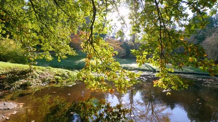 Wall Mural - amazing lake with sun rays in the autumn park. nature video. park landscape. washington park arboret