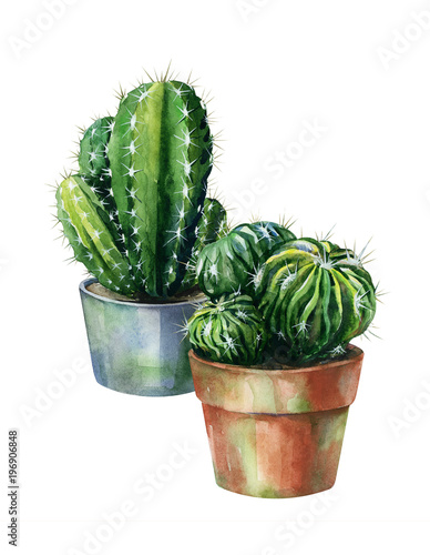 Cacti watercolor isolated on white. Cactus illustration can be used as print,...