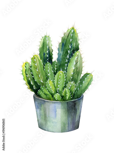 Cacti watercolor isolated on white. Cactus illustration can be used as print,...