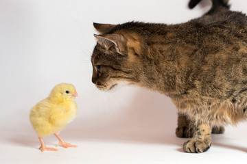 little chicken broiler with cat on white background