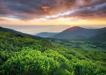 Wall Mural - grass on the mountain field during sunrise. beautiful natural landscape in the summer time