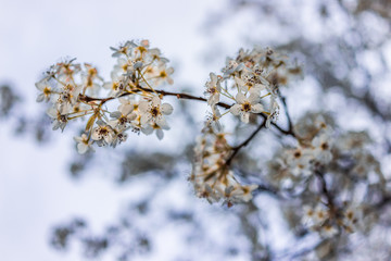 Wall Mural - White and green cherry blossoms isolated against sky, one branch