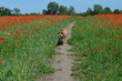 Pies na ścieżce pośród pola czerwonych maków