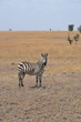 Zèbre du Serengeti