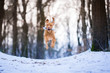 Flying hungarian vizsla pointer dog on snow