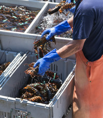 Wall Mural - Live Maine lobsters transported on organized on a boat