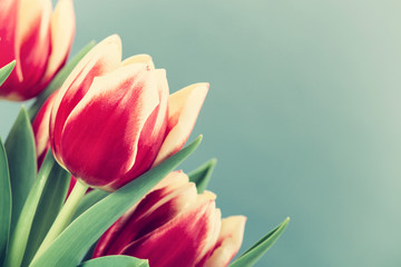 Closeup of two color tulips, in red and yellow, blooming in spring. Green background with copy space.