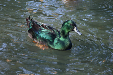 Wall Mural - Cayuga drake duck 