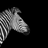 Fototapeta Zebra - Wild African Zebra with a black background