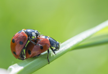 A two ladybugs hangs on a grass leaf