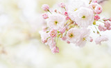 Fugenzo cherry blossoms