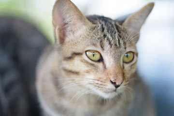 Cute cat looking something