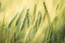 Green Barley Field Nature Background
