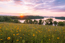 Minnesota Wild Flowers And Lake