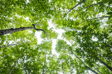 Forest.Green Trees Looking Up From Under View.
