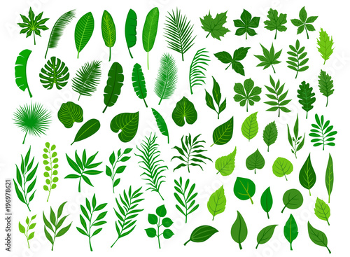 Fotografía collection set of different green tropical, forest, park tree leaves branches tw
