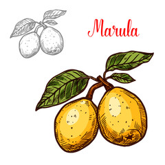 Wall Mural - vector of exotic fruit marula