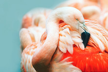 Pink Flamingo Head In Profile. Turquoise Background. Place For Text