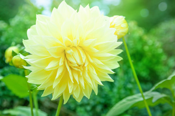 Chrysanthemum flower