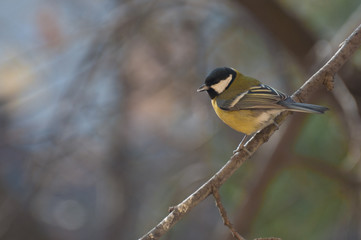 Wall Mural - portrait of a Great Tit on a twig