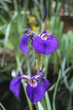 Kwiat violet