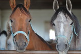 Portret dwóch głów koni czystej krwi arabskiej, w stajni, jeden koń maści ksztanowatej, drugi siwy, patrzą wprost do obiektywu, w tle, nieostre, wnętrze stajni i inne konie