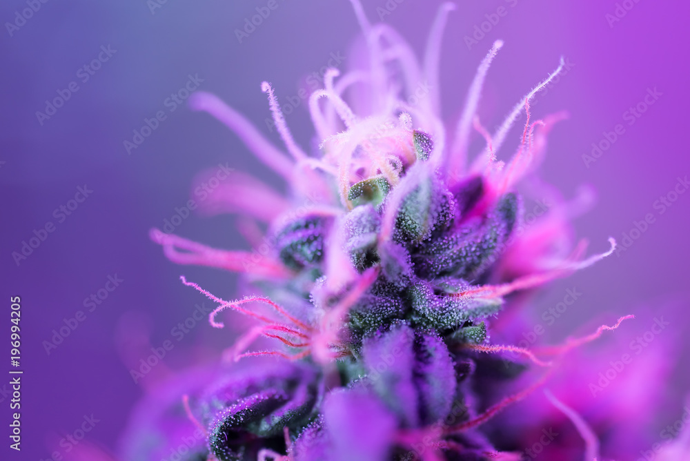 Closeup of Cannabis female plant in flowering phase - obrazy, fototapety, plakaty 