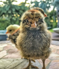 Small baby chickens