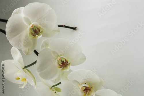 Fototapety Storczyki  swiezy-naturalny-bialy-kwiat-orchidei-z-zielonymi-liscmi-w-wazonie