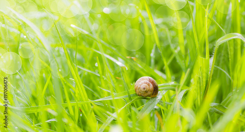 fondo de hierba mojada por la lluvia