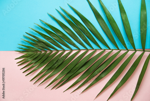 Obraz w ramie Liść zielonej palmy na tle