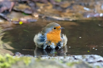 Wall Mural - european robin (erithacus rubecula) taking bath in puddle, head on. bird washing with striking orang