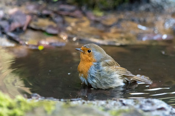 Wall Mural - european robin (erithacus rubecula) taking bath in puddle. bird washing with striking orange breast,
