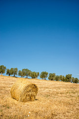 Wall Mural - hay bale in a field, row of olive trees in the background, summer landscape in tuscany, italy