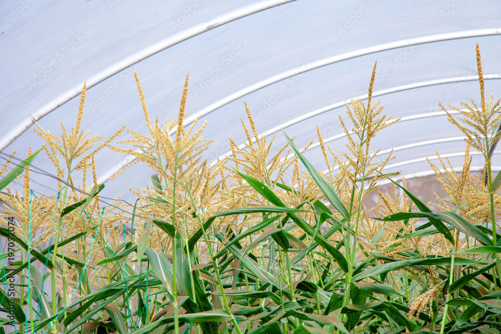 String Corn Together Gardeners are selected Japanese Corn (Sweet Corn Mirai F1) Fresh from ...