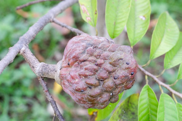 Wall Mural - Mulwo fruit or also called buah nona or Annona reticulata