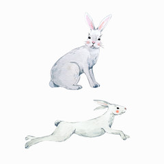  Watercolor vector rabbit set