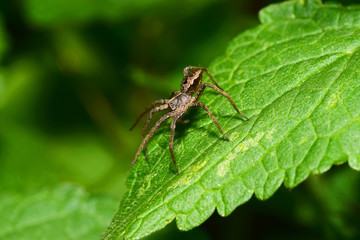 Macro side view of a brown-gray wolf-spider Arachnida sitting on a green leaf nettle in the foothills of the Caucasus