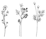 Fototapeta  - Hand drawn of vector vintage flowers elements isolated on white background.