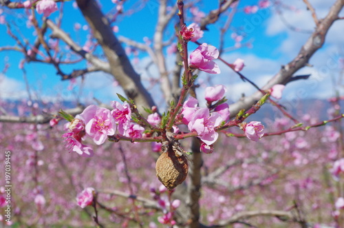 Arbres Fruitiers En Fleurs Roses Buy This Stock Photo And